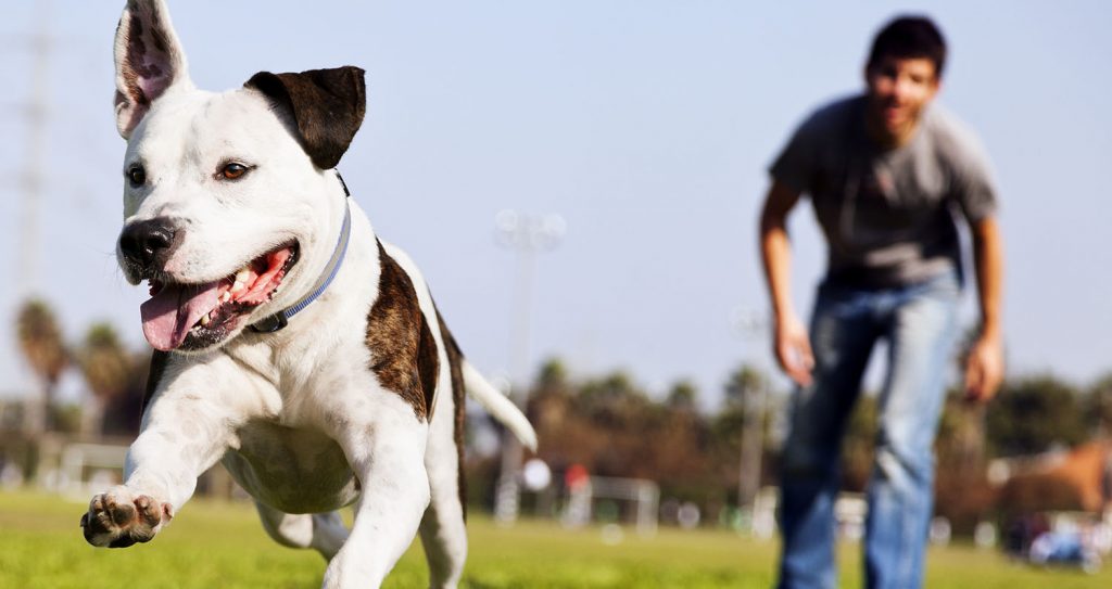 Happy dog fetching a ball