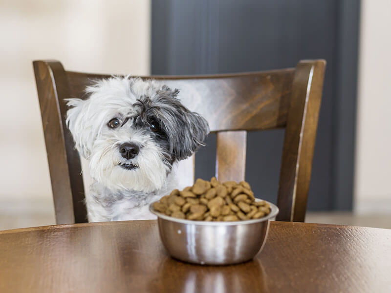 Dog and dog food- everything you want to know