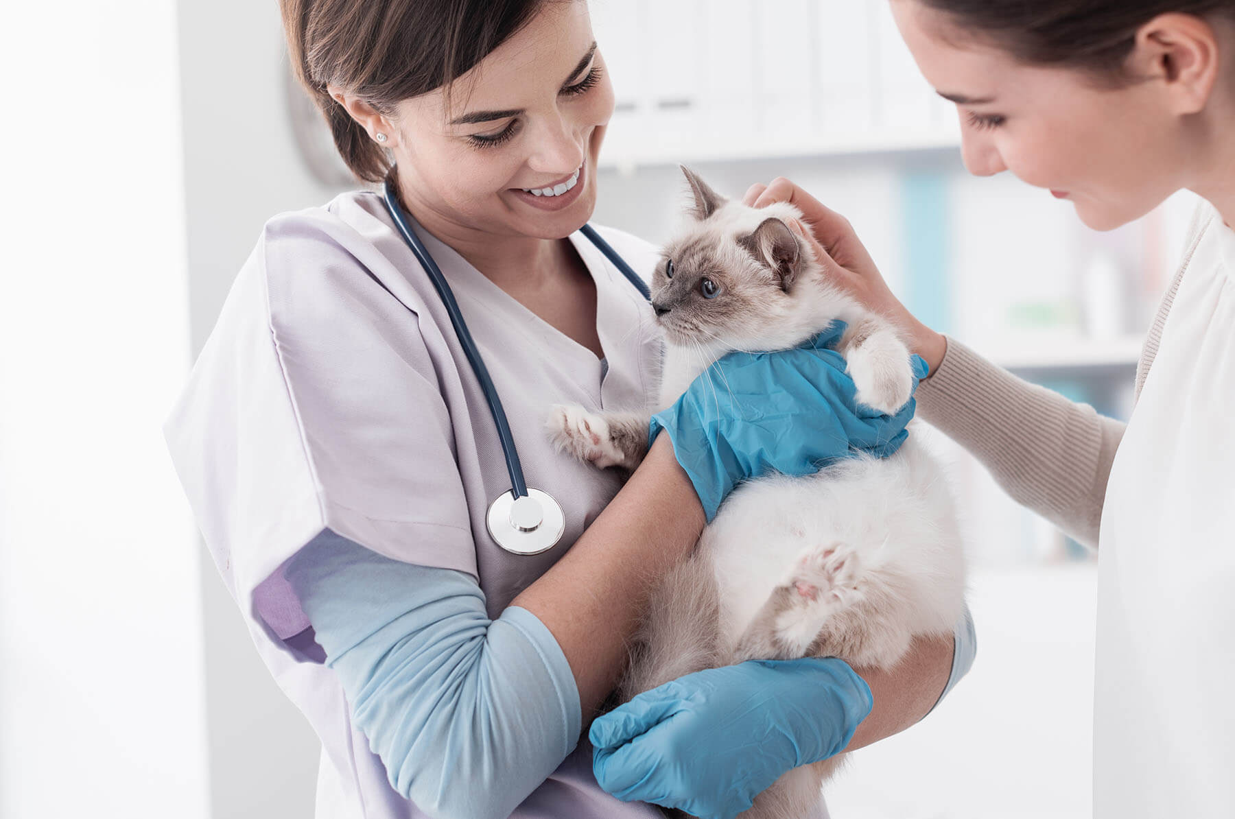 Veterinarian providing high quality care to cat