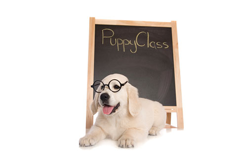 Puppy classes store