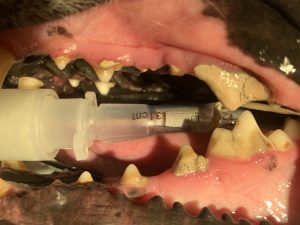 tooth tartar bad broken something before dental cleaning breath accumulation vet end