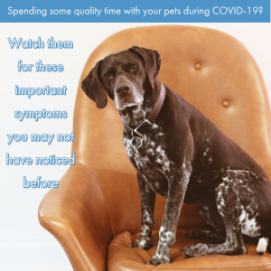 Spending More Time with Your Pet During COVID-19?