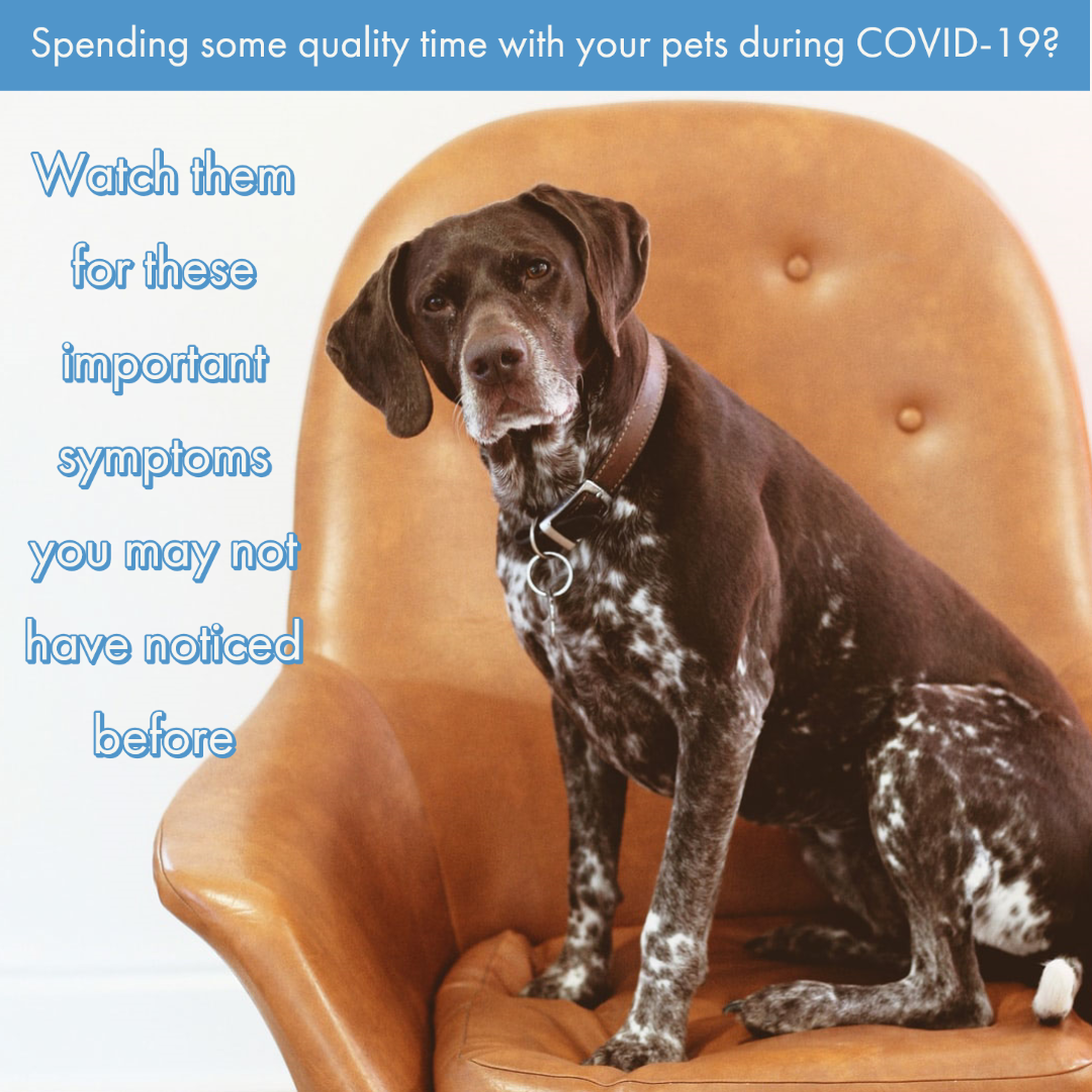 Spending More Time with Your Pet During COVID-19? - West End Vet