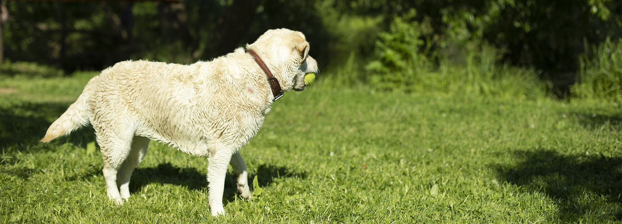 dog with white coat with ball in mouth looking towards to woods