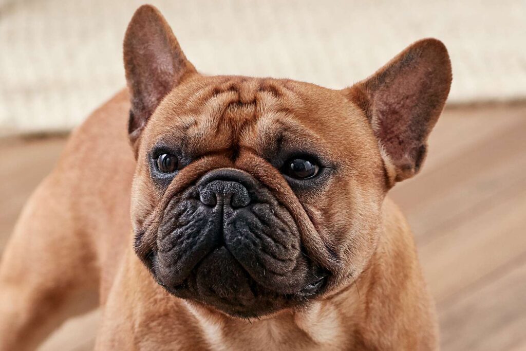 French Bulldog