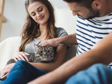 Cat is part of the family Cat is part of the family